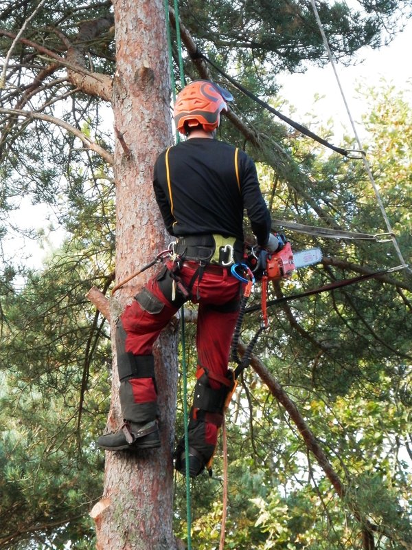 Professional tree surgeons in aberdeen for every service